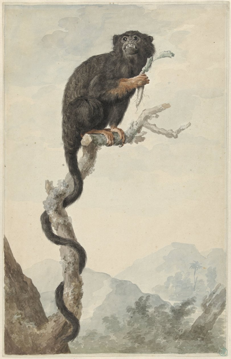 En Red-handed Tamarin av Jacob Perkois