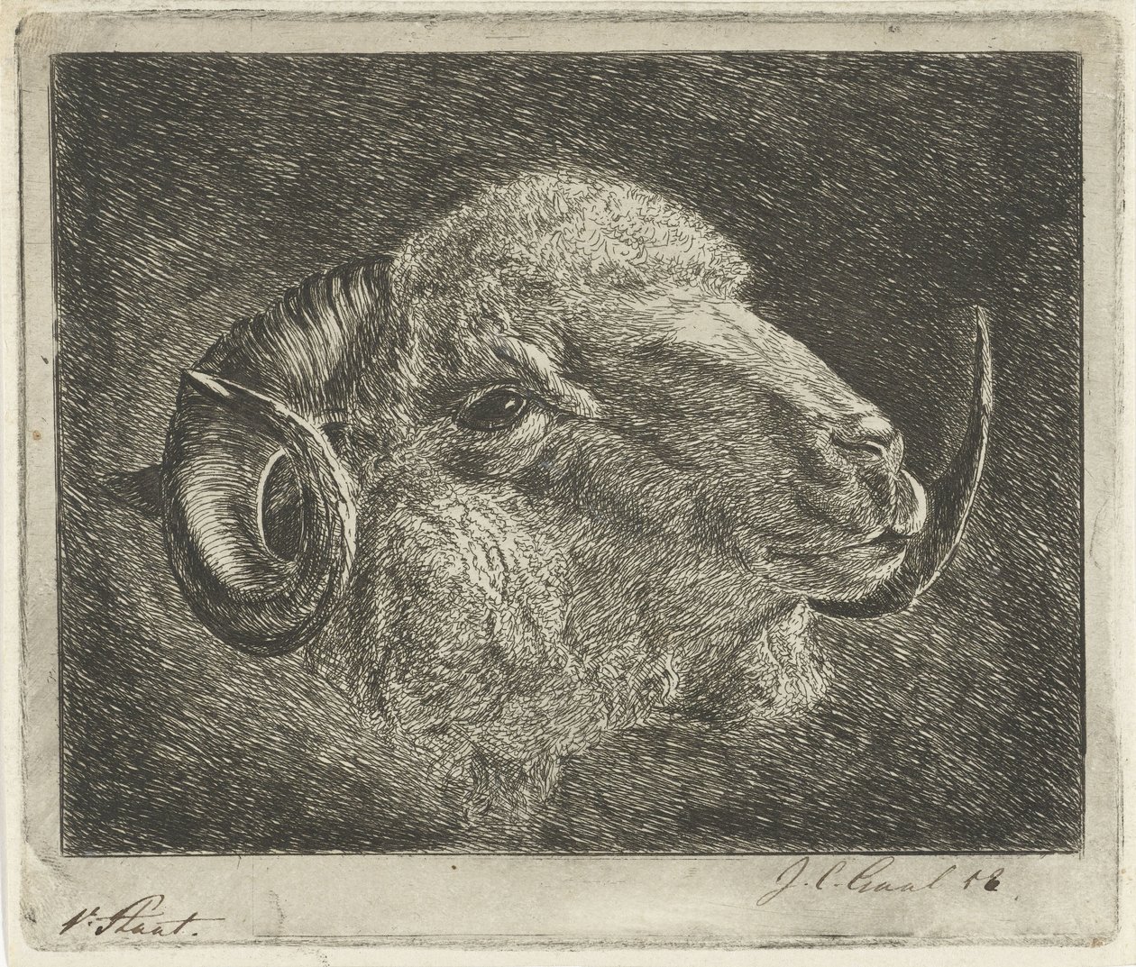 Huvudet på en bagge med bakåtvända horn av Jacobus Cornelis Gaal (signed by artist)
