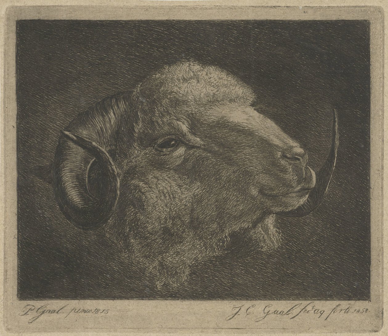 Huvudet på en bagge med bakåtvända horn av Jacobus Cornelis Gaal