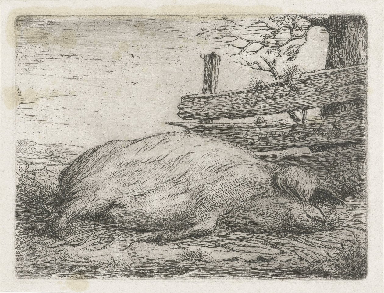 Liggande vildsvin av Jacobus Cornelis Gaal