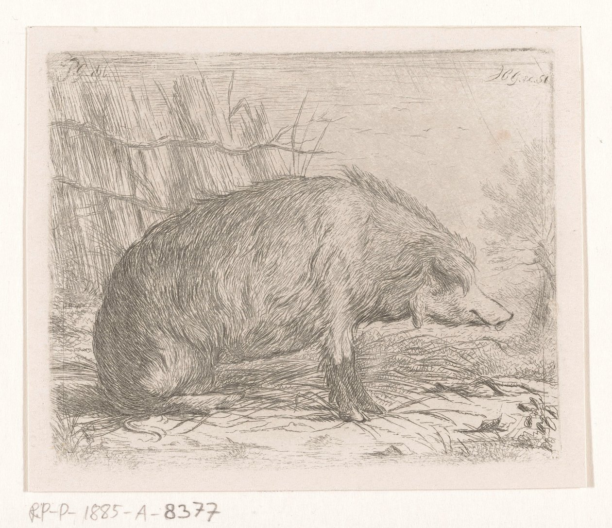 Sittande vildsvin av Jacobus Cornelis Gaal