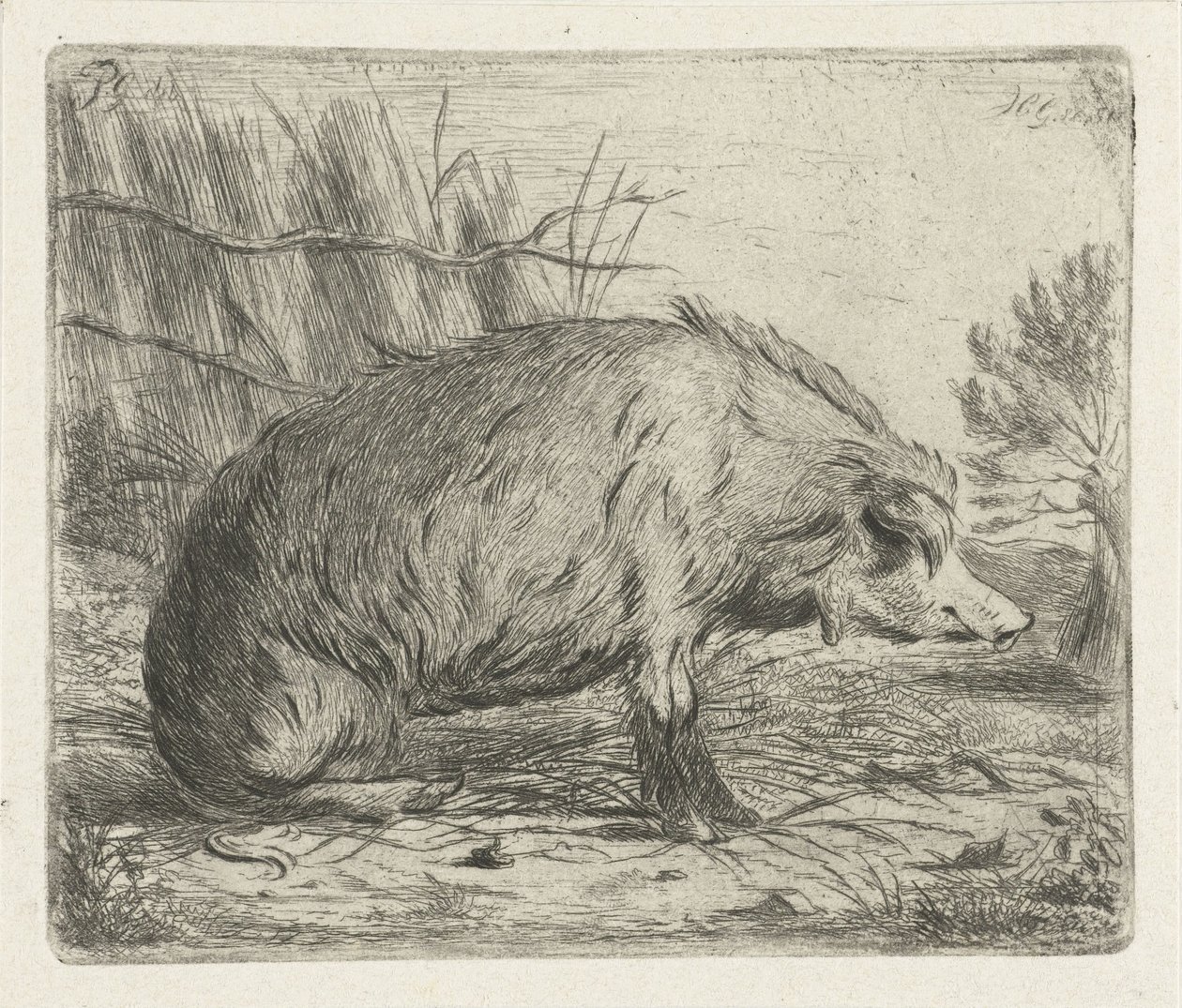 Sittande vildsvin av Jacobus Cornelis Gaal