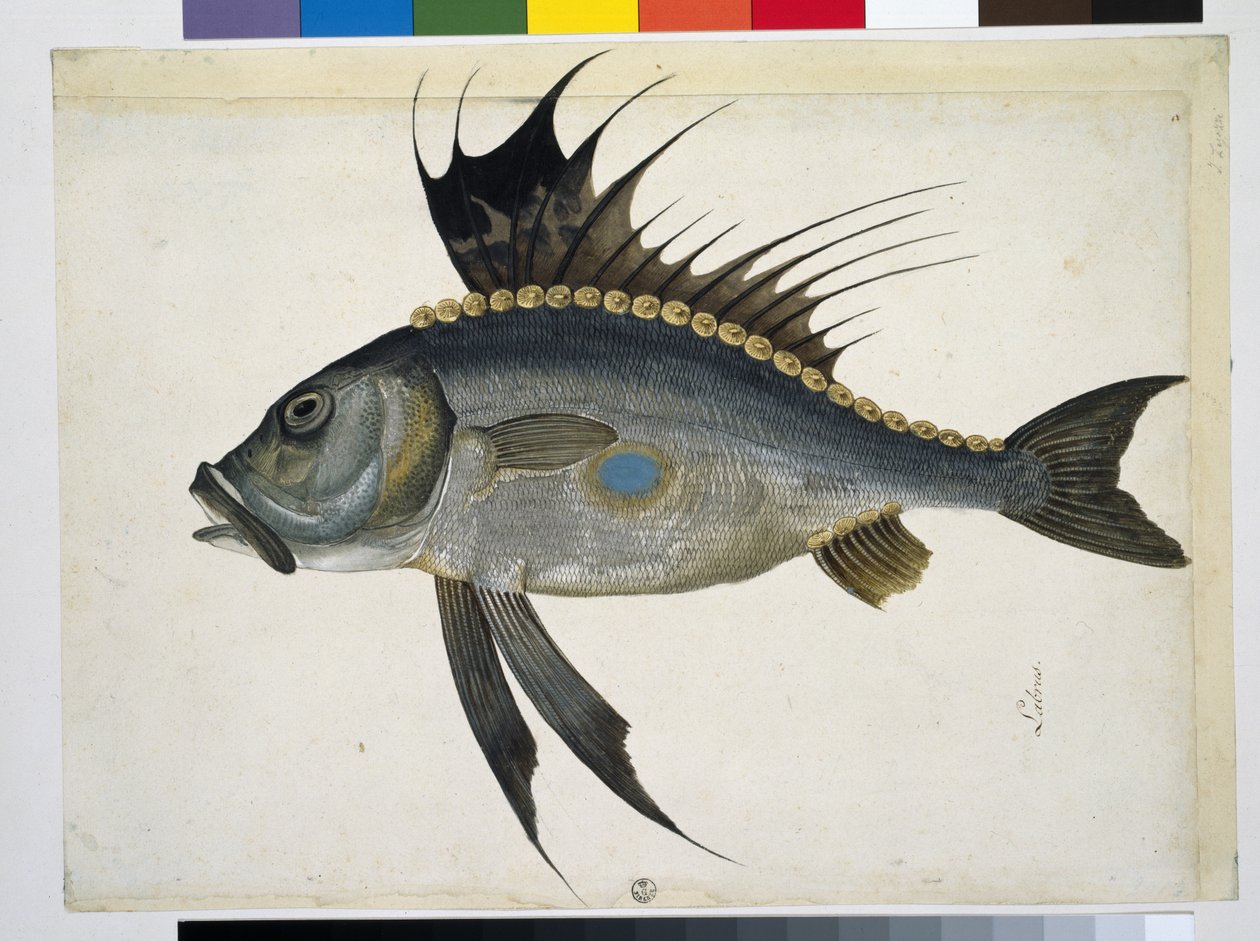 Fisk av Jacopo Ligozzi