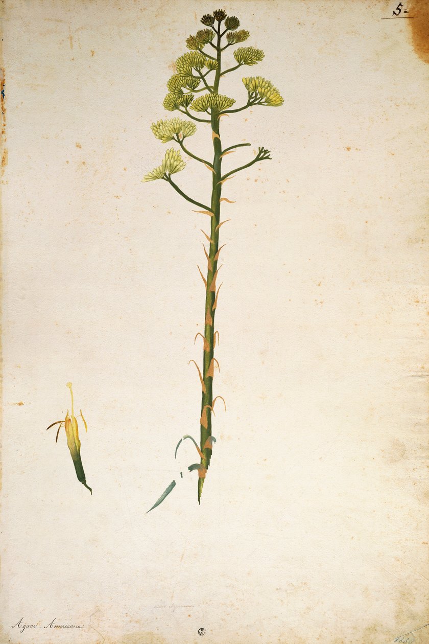 Århundradets växtblomma (Agave americana) av Jacopo Ligozzi av Jacopo Ligozzi