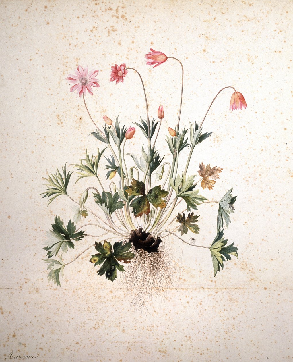 Okänd bild av Jacopo Ligozzi