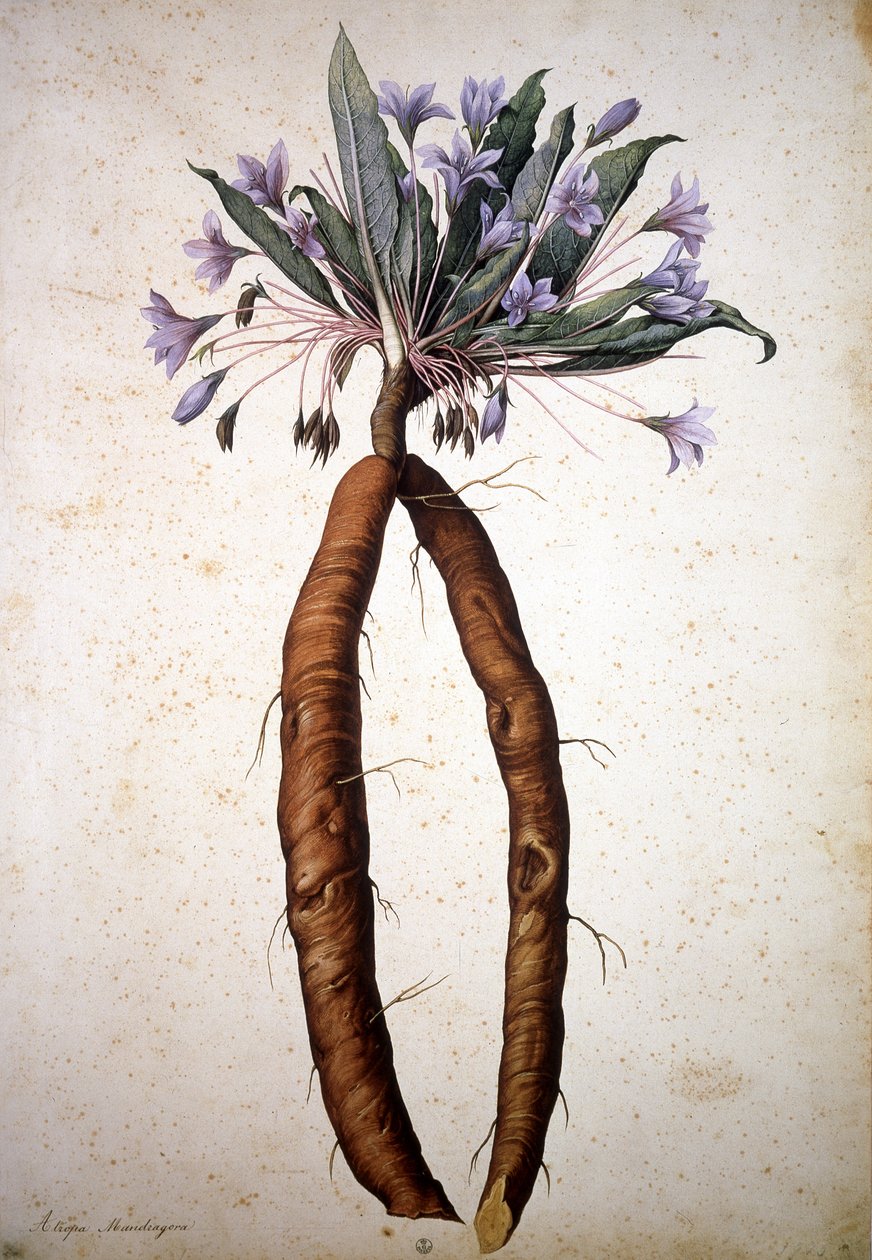 Okänd bild av Jacopo Ligozzi