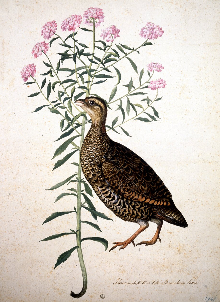 Okänd bild av Jacopo Ligozzi