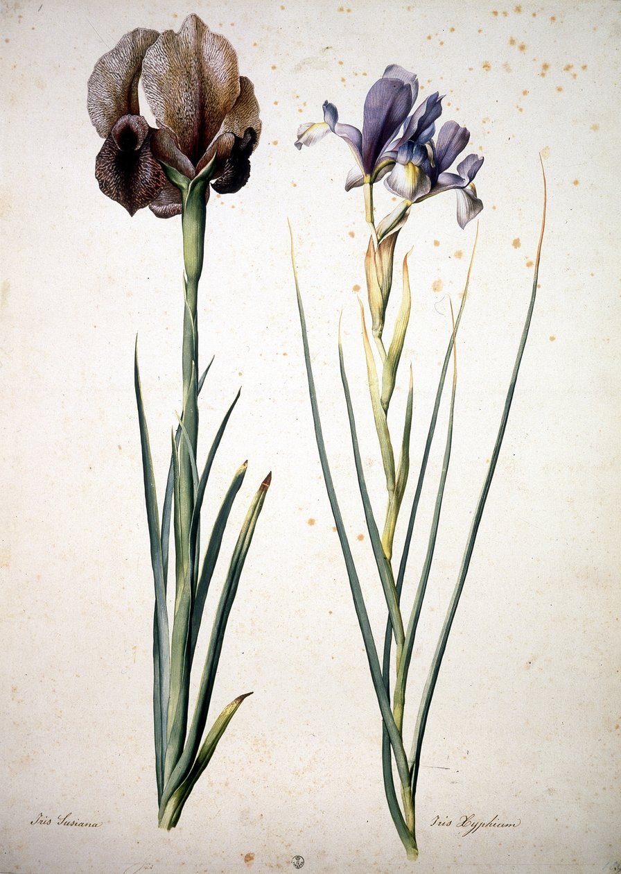 Okänd bild av Jacopo Ligozzi