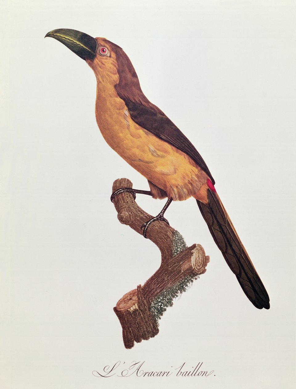 Baillons Aracari, graverad av Jacques Louis Peree (f.1769) (färgstick) av Jacques Barraband