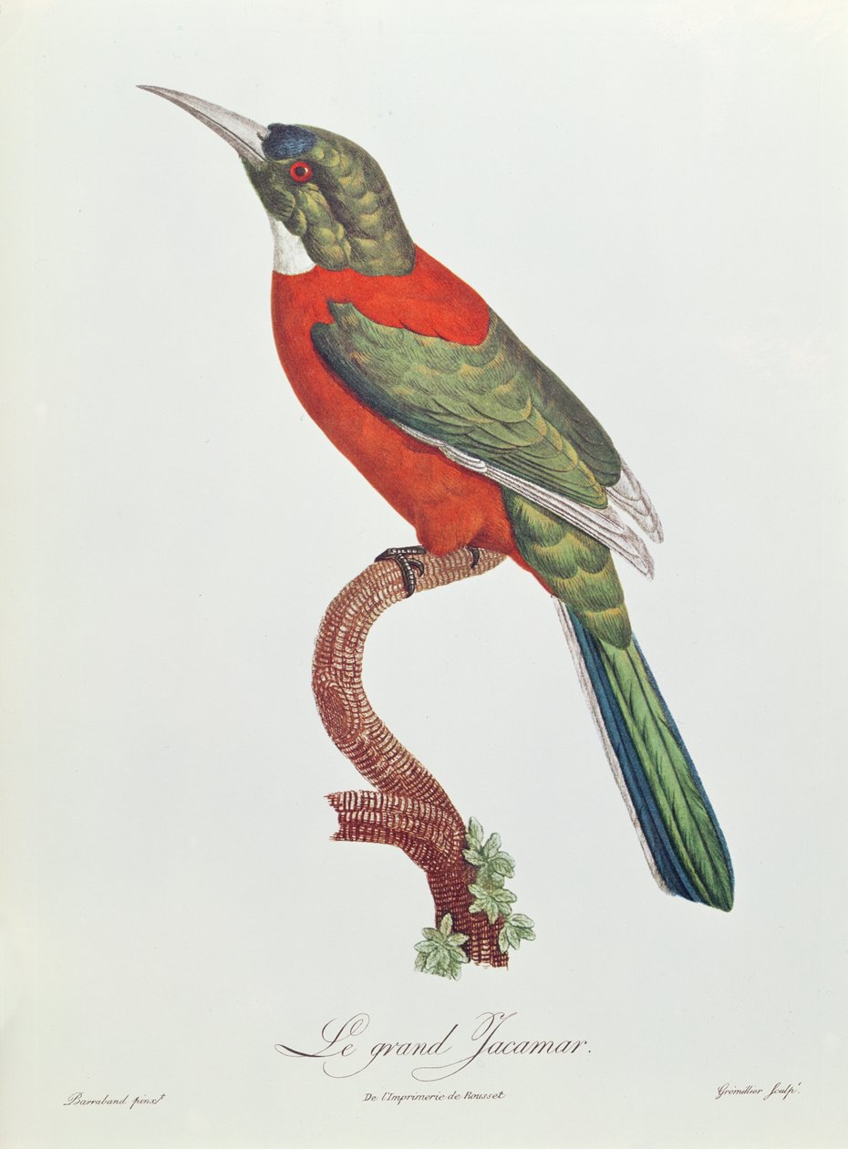 Great Jacamar, graverad av Gromillier (färggravyr) av Jacques Barraband