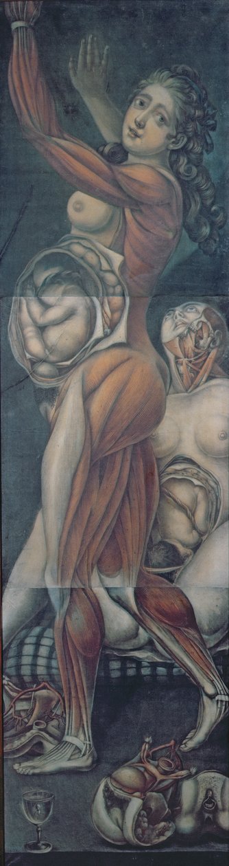 Anatomisk studie av två gravida kvinnor (mezzotint) av Jacques Fabien Gautier d