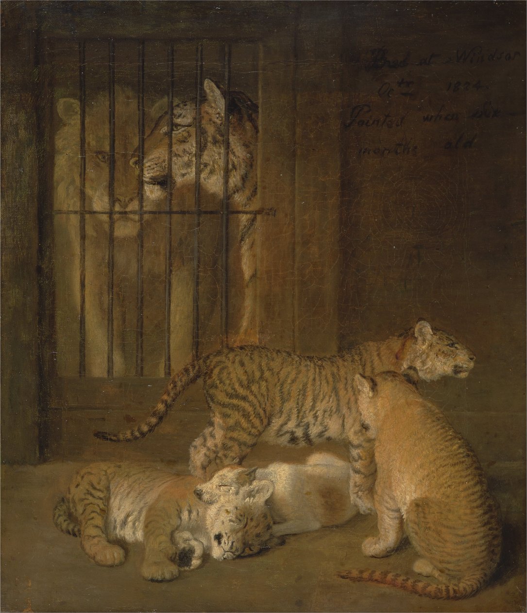 Grupp Whelps som föds upp mellan ett lejon och en tigress av Jacques Laurent Agasse
