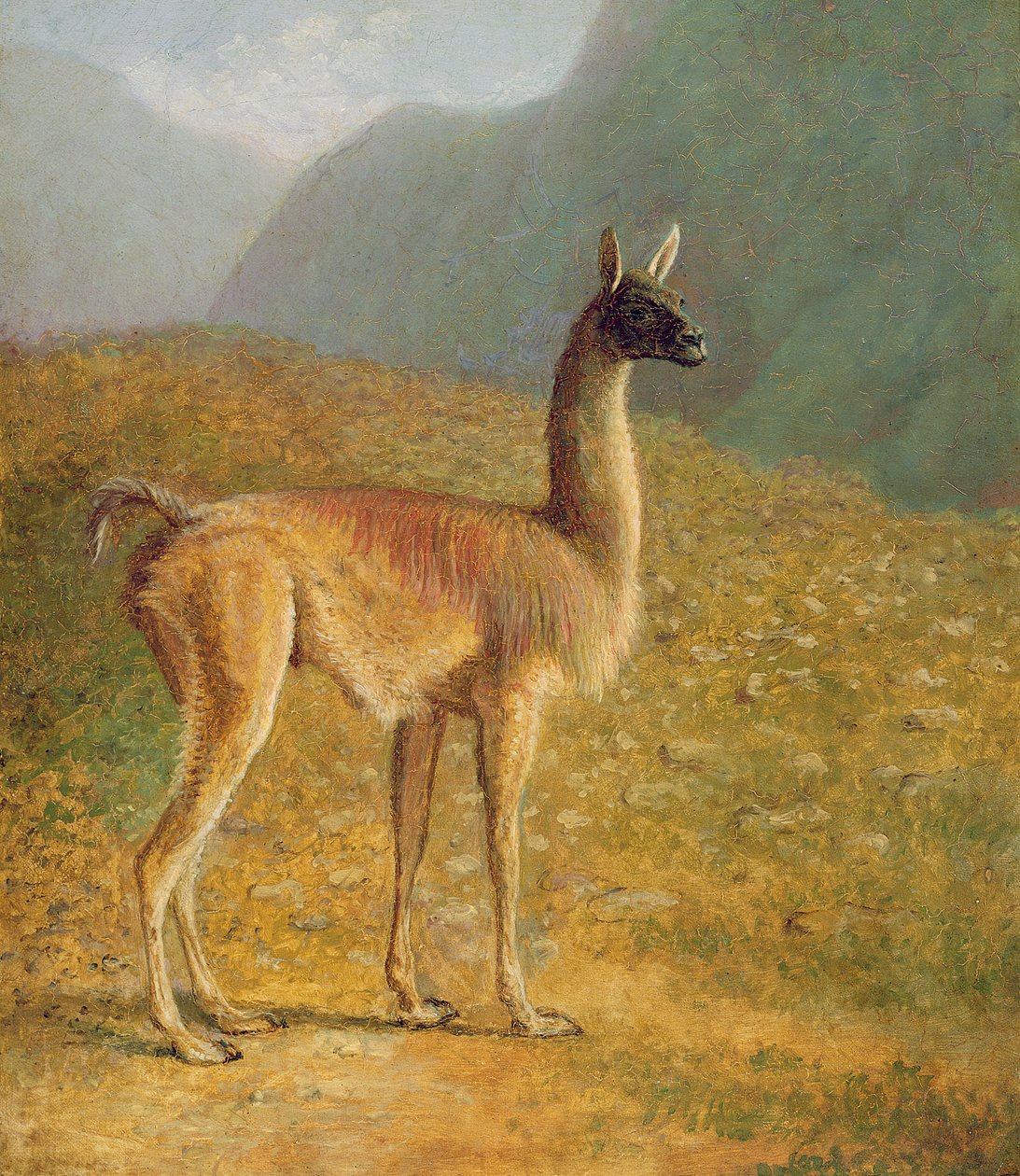 Guanaco, ca 1848 av Jacques Laurent Agasse