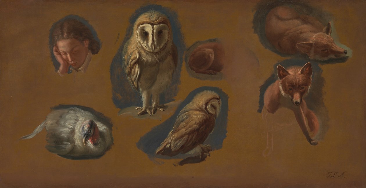 Studier av en räv, en barnugla, en Peahen och huvudet på en ung man av Jacques Laurent Agasse