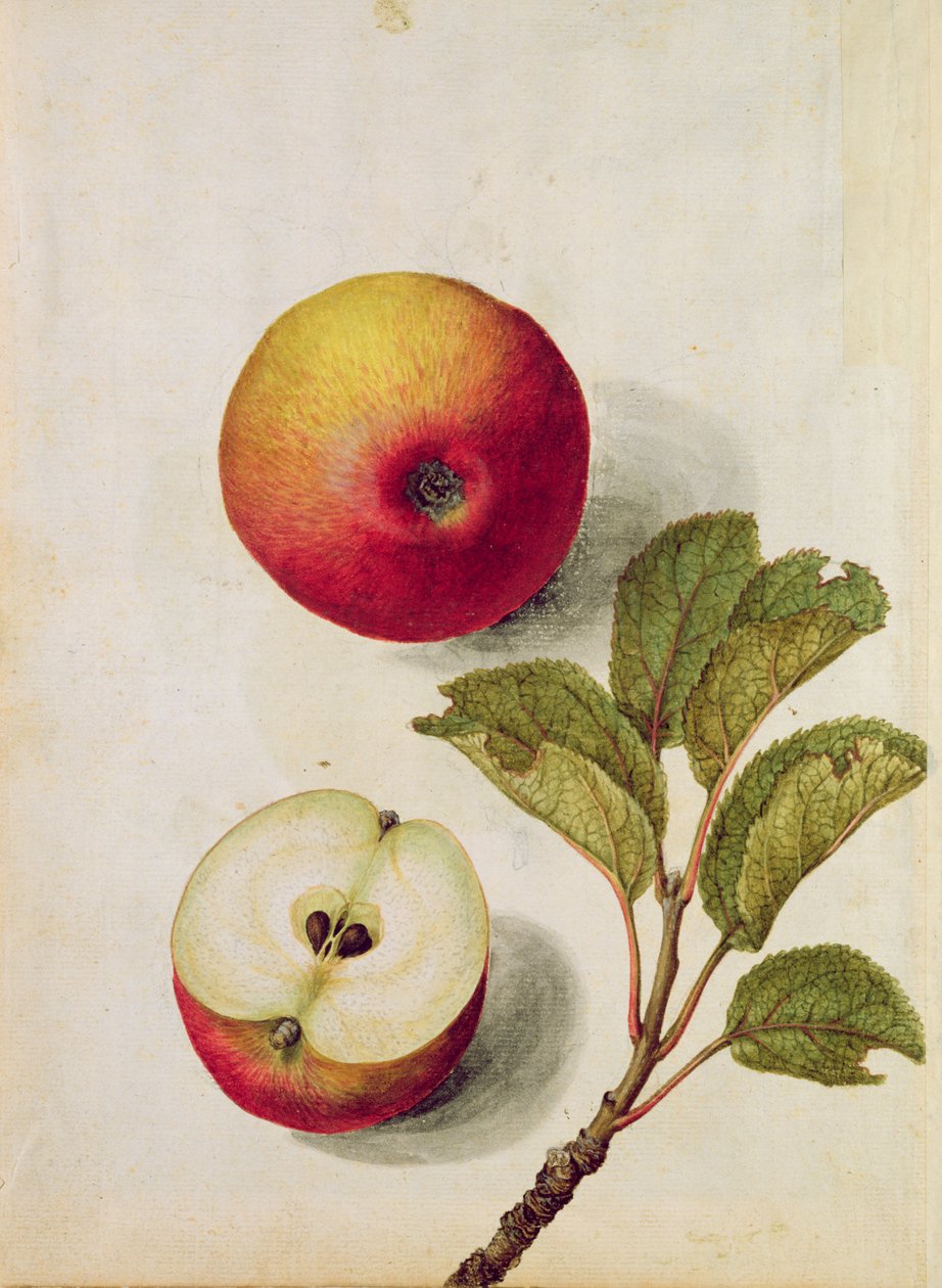 Äpple: Pyrus malus, ca 1568, av Jacques Le Moyne