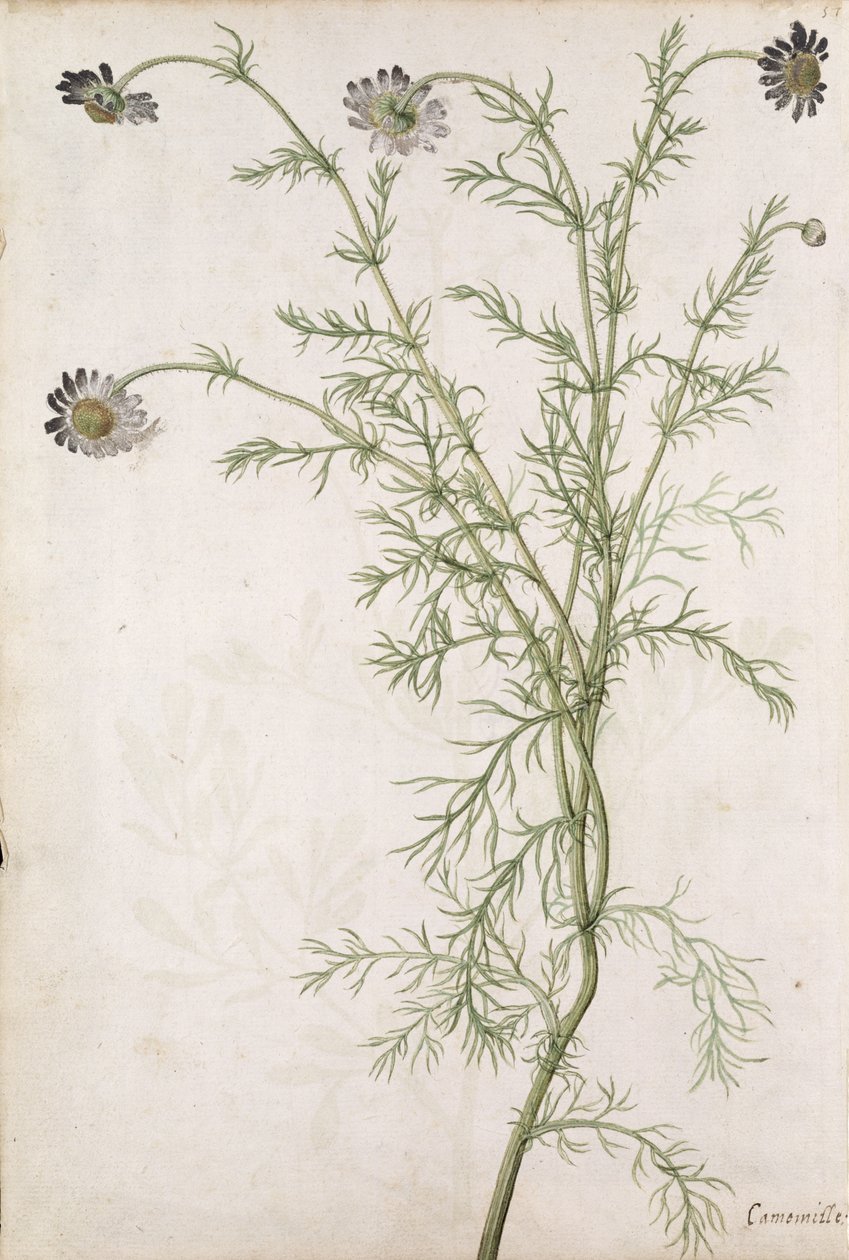 Chamaemelum Nobile Allioni, c.1568 av Jacques Le Moyne