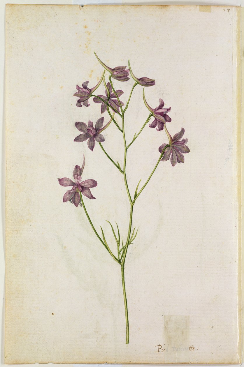 Delphinium ajacis, ca 1568 av Jacques Le Moyne