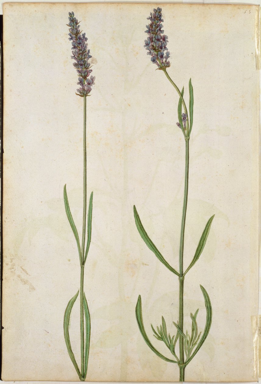 Lavandula officinalis (gammal engelsk lavendel), ca 1568 av Jacques Le Moyne