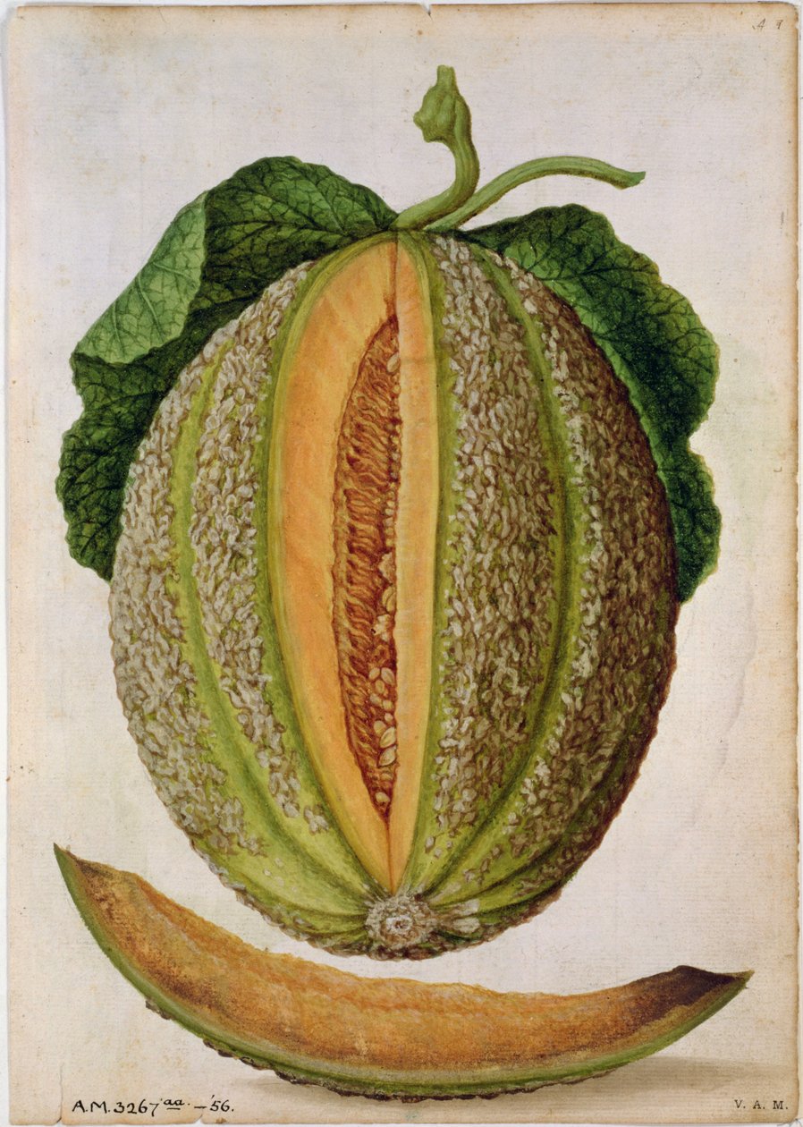 Melon, ca 1568 av Jacques Le Moyne