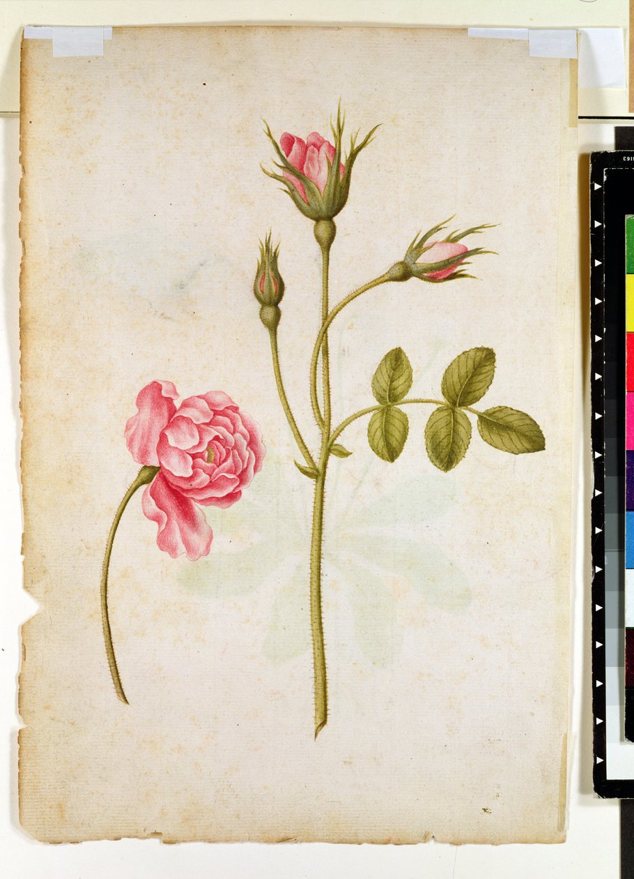 Rosa ros, ca 1568 av Jacques Le Moyne