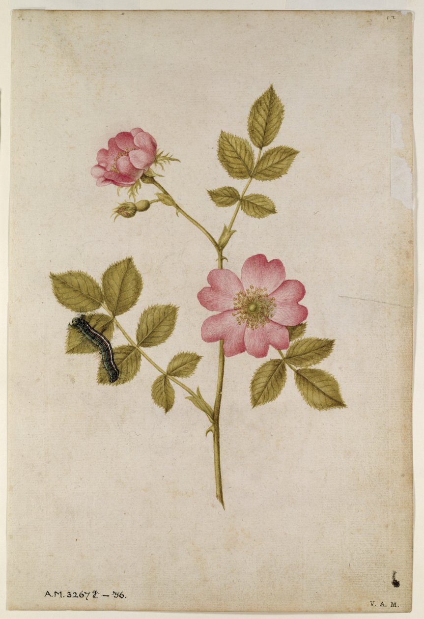 Rosa Canina - Dogrose and Caterpillar (penna och wc på papper) av Jacques Le Moyne