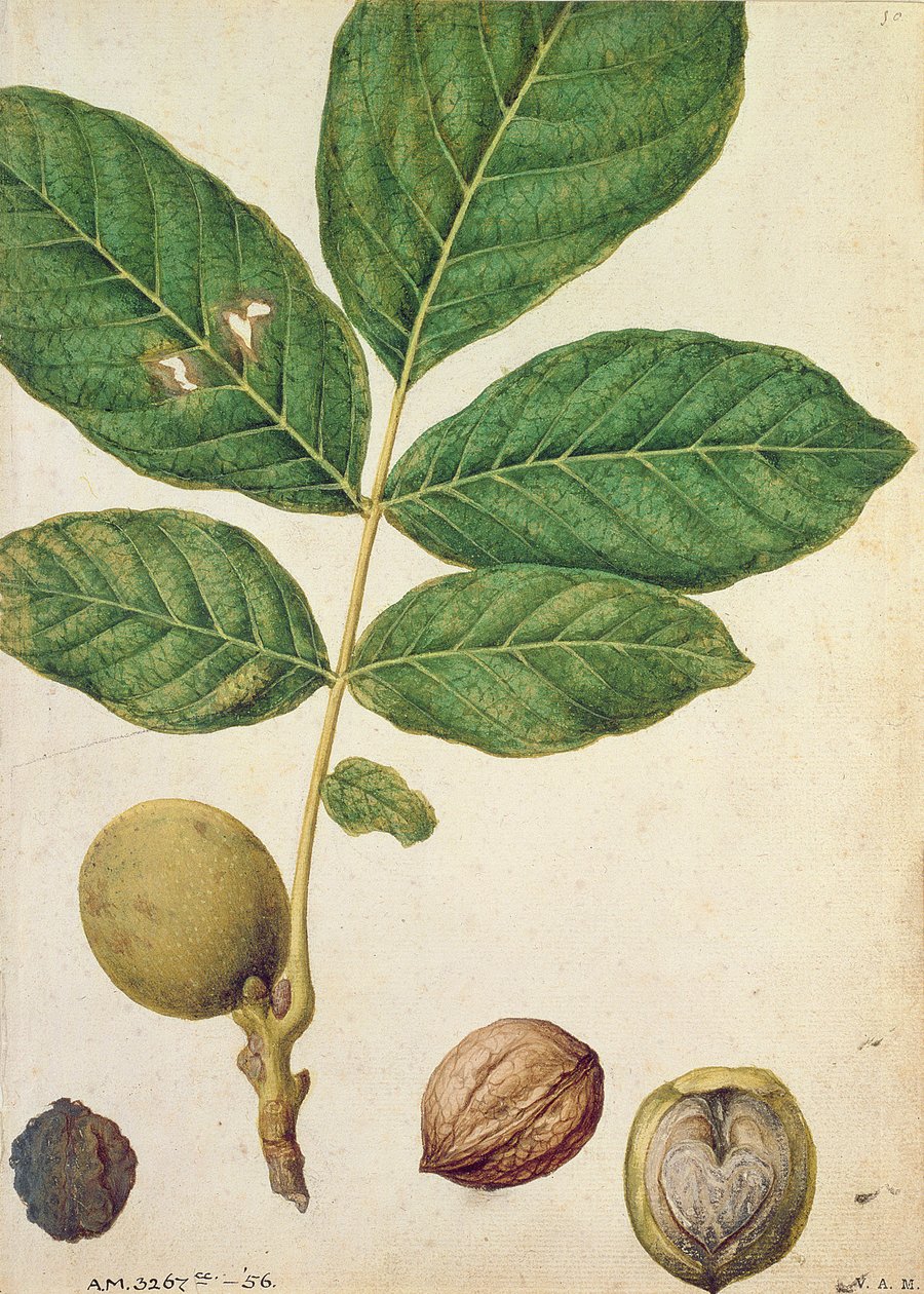 Valnöt, ca 1568 av Jacques Le Moyne