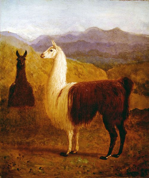 Två lamor (olja på duk) av Jacques Laurent Agasse