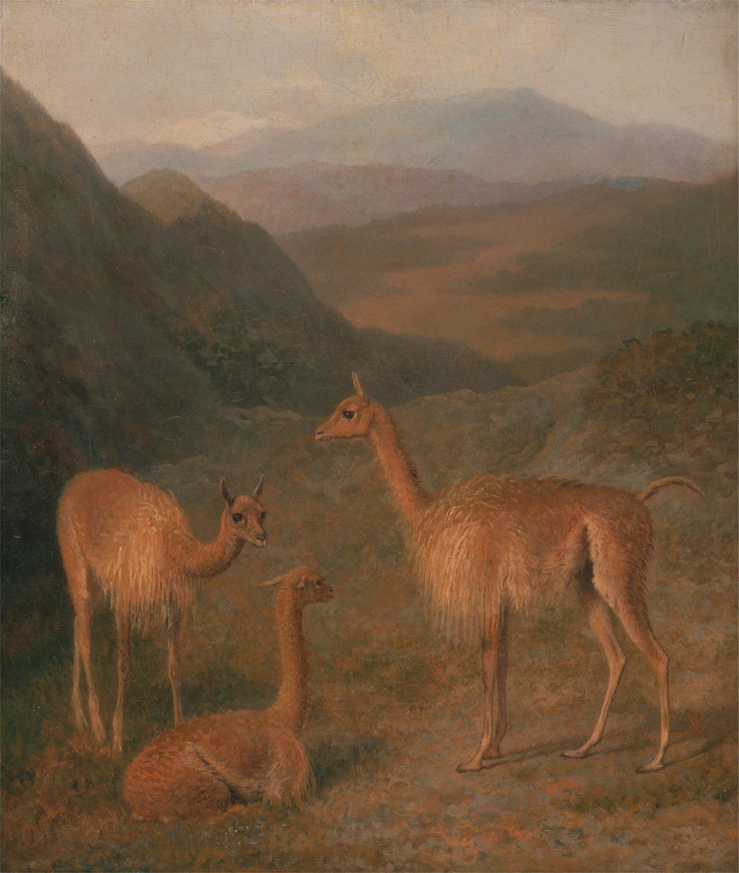 Vicunas av Jacques-Laurent Agasse