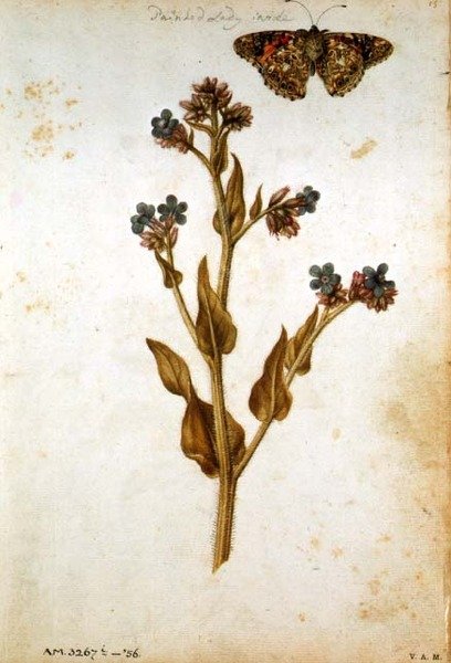 Anchusa officinalis med målad Lady Butterfly, c.1568 av Jacques  Le Moyne