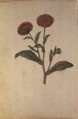 Calendula officinalis, ca 1568 av Jacques  Le Moyne