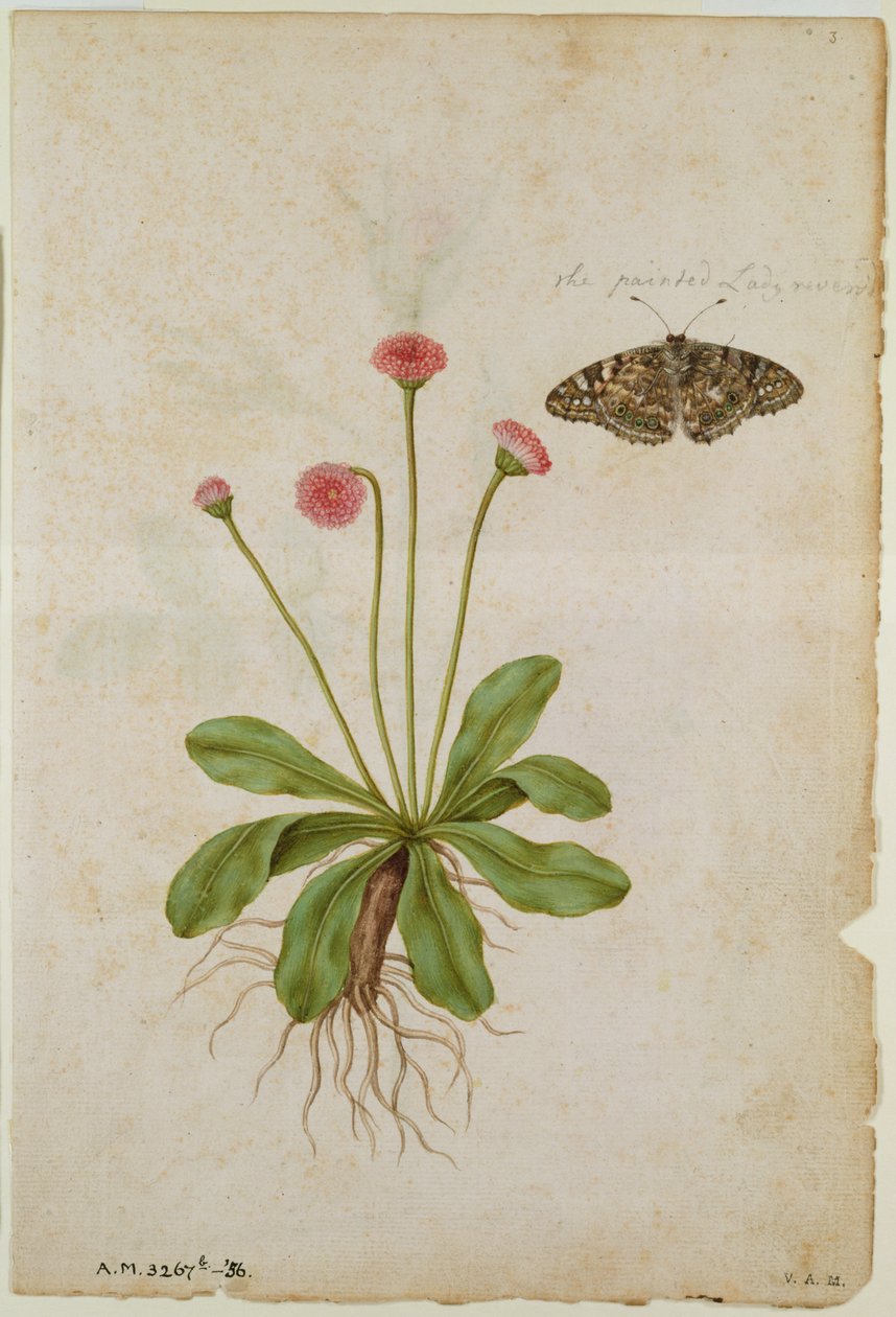 Daisy: och målad Lady Butterfly, ca 1568, av J.le Moyne de Morgues (ca 1530-88) av Jacques (1533-88) Le Moyne