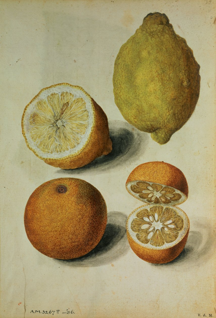 Citroner: Citrus limonum och Citrus aurantium, ca 1568 (akvarell på papper) av Jacques (1533 88) Le Moyne