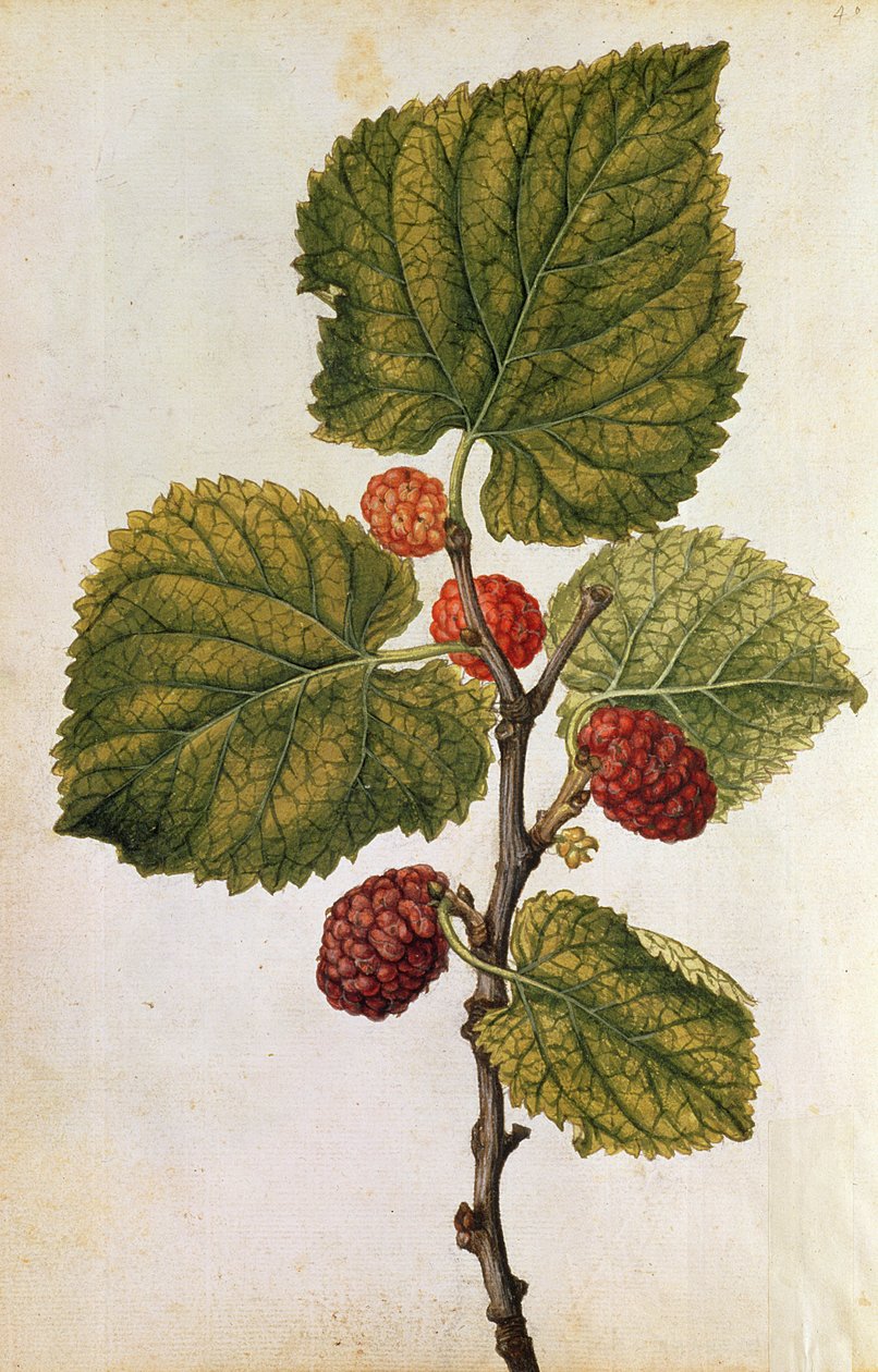  av Jacques (1533-88) Le Moyne