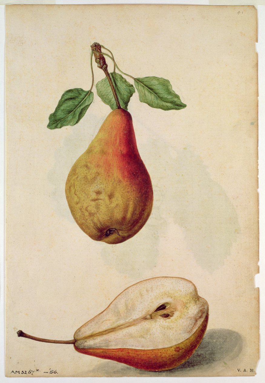 Päron: Pyrus communis, ca 1568, av J.le Moyne de Morgues (ca 1530-88) av Jacques (1533-88) Le Moyne