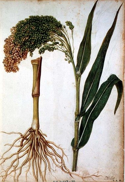 Setaria italica, ca 1568 av Jacques  Le Moyne