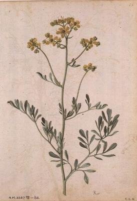 Ruta graveolens, c.1568 av Jacques  Le Moyne