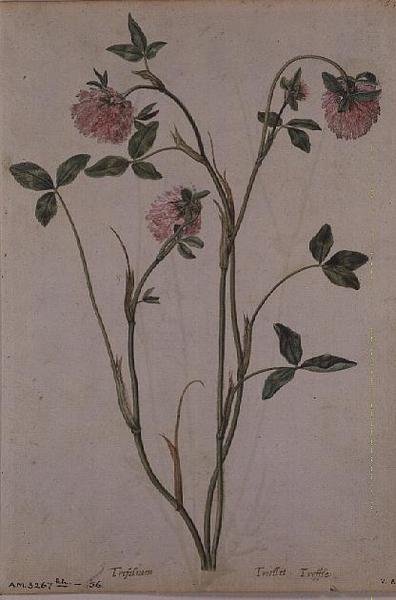 Trifolium pratense, c.1568 av Jacques  Le Moyne