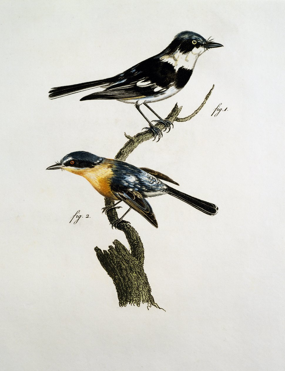 Hane och hona av Pririt Batis (Batis pririt) av Jacques (after) Barraband