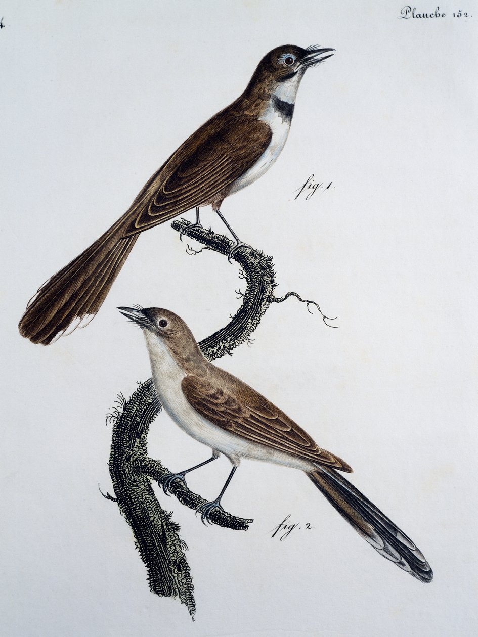 Hane och hona av glasögonmonark (Monarcha trivirgata) av Jacques (after) Barraband