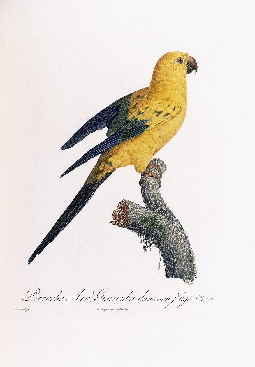 Golden Parakeet, Ara Guarouba, i tidig ålder av Jacques Barraband