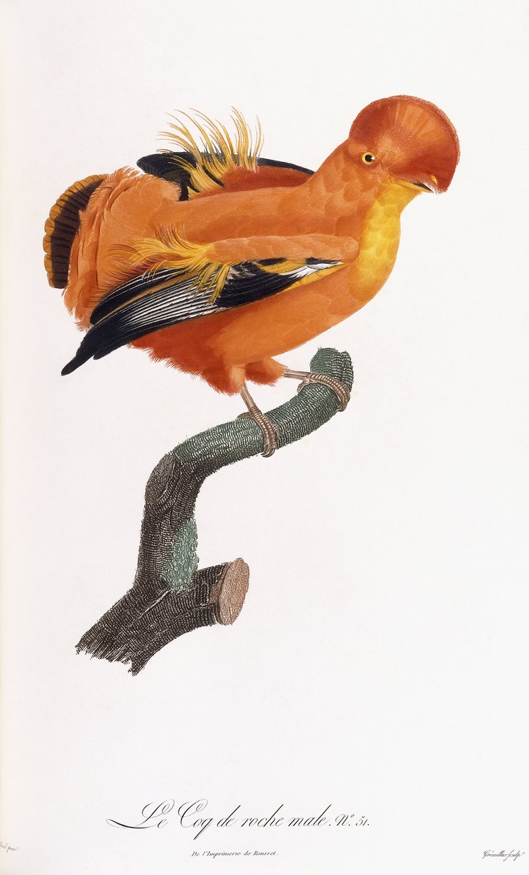 Manlig Cock-of-the-rock av Jacques Barraband