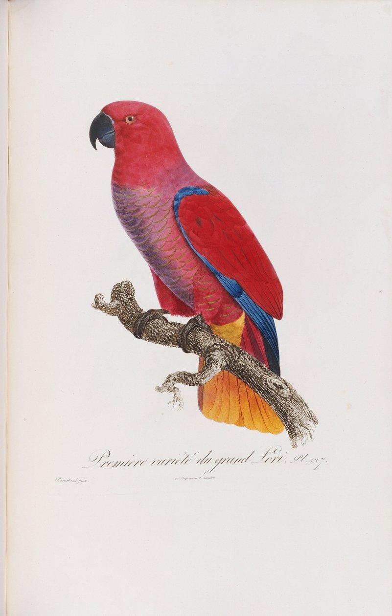 Premiere variete du Grand Lori, graverad av Langlois, c.1801-05 av Jacques Barraband