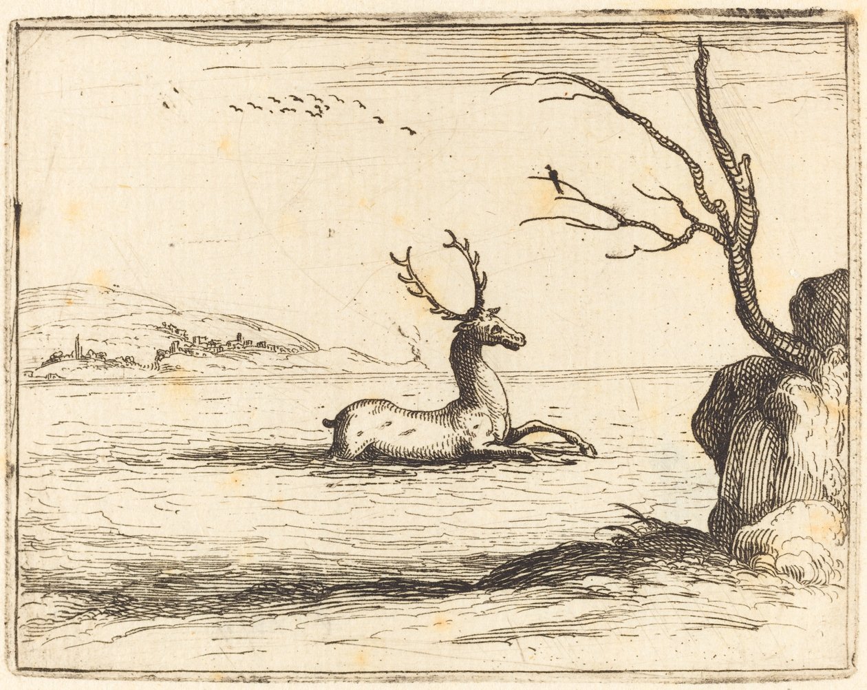 Stag i vattnet av Jacques Callot
