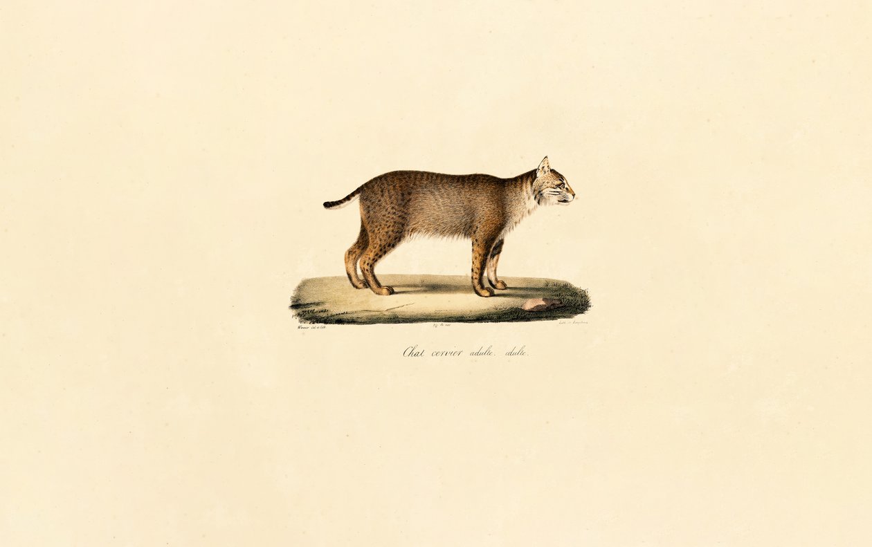 Vuxen Bobcat av Jacques Christophe Werner