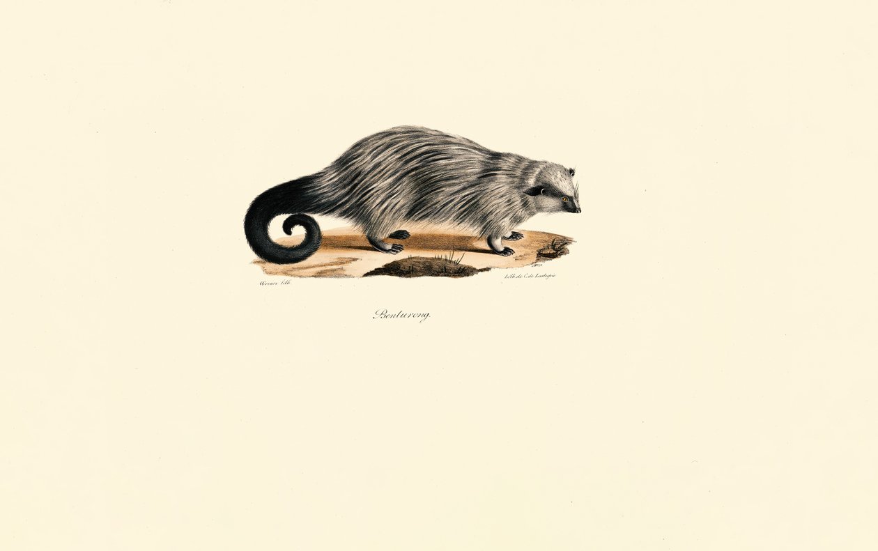 Afrikansk borstsvansad piggsvin av Jacques Christophe Werner