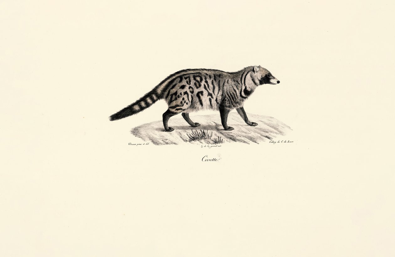 Afrikansk civet (Civettictis civetta) av Jacques Christophe Werner