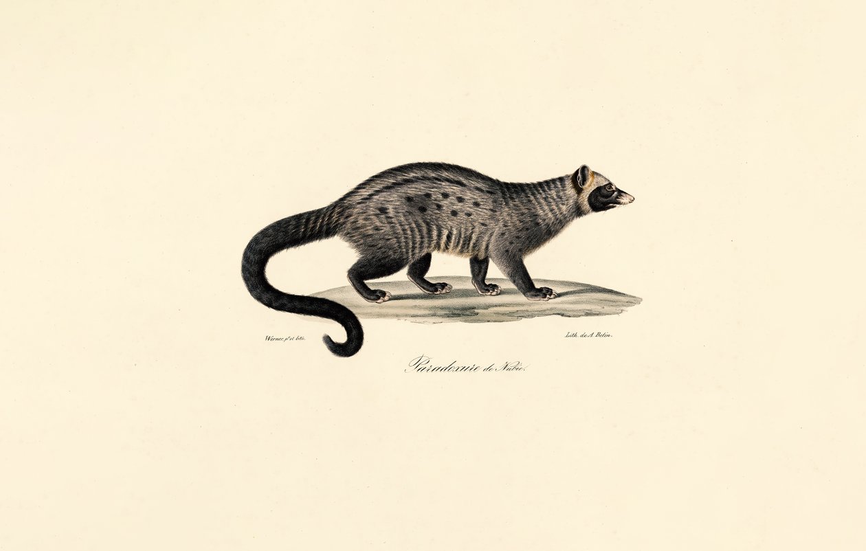 Afrikansk civet av Jacques Christophe Werner