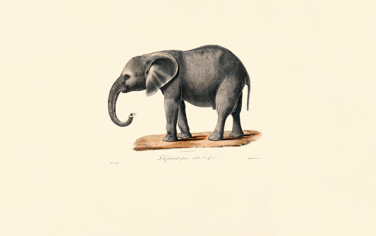 Afrikansk elefant (ungdjur) av Jacques Christophe Werner