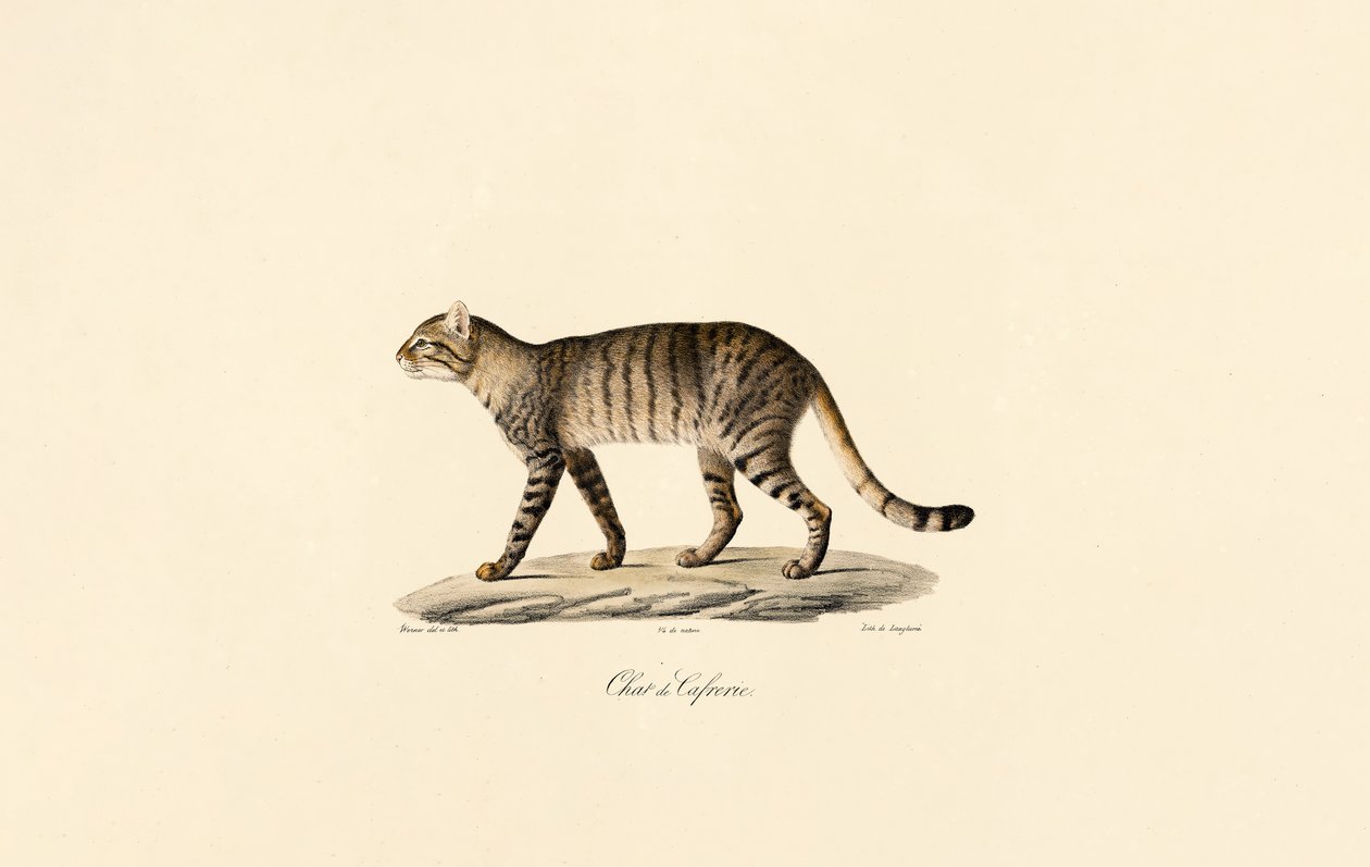 Afrikansk vildkatt av Jacques Christophe Werner
