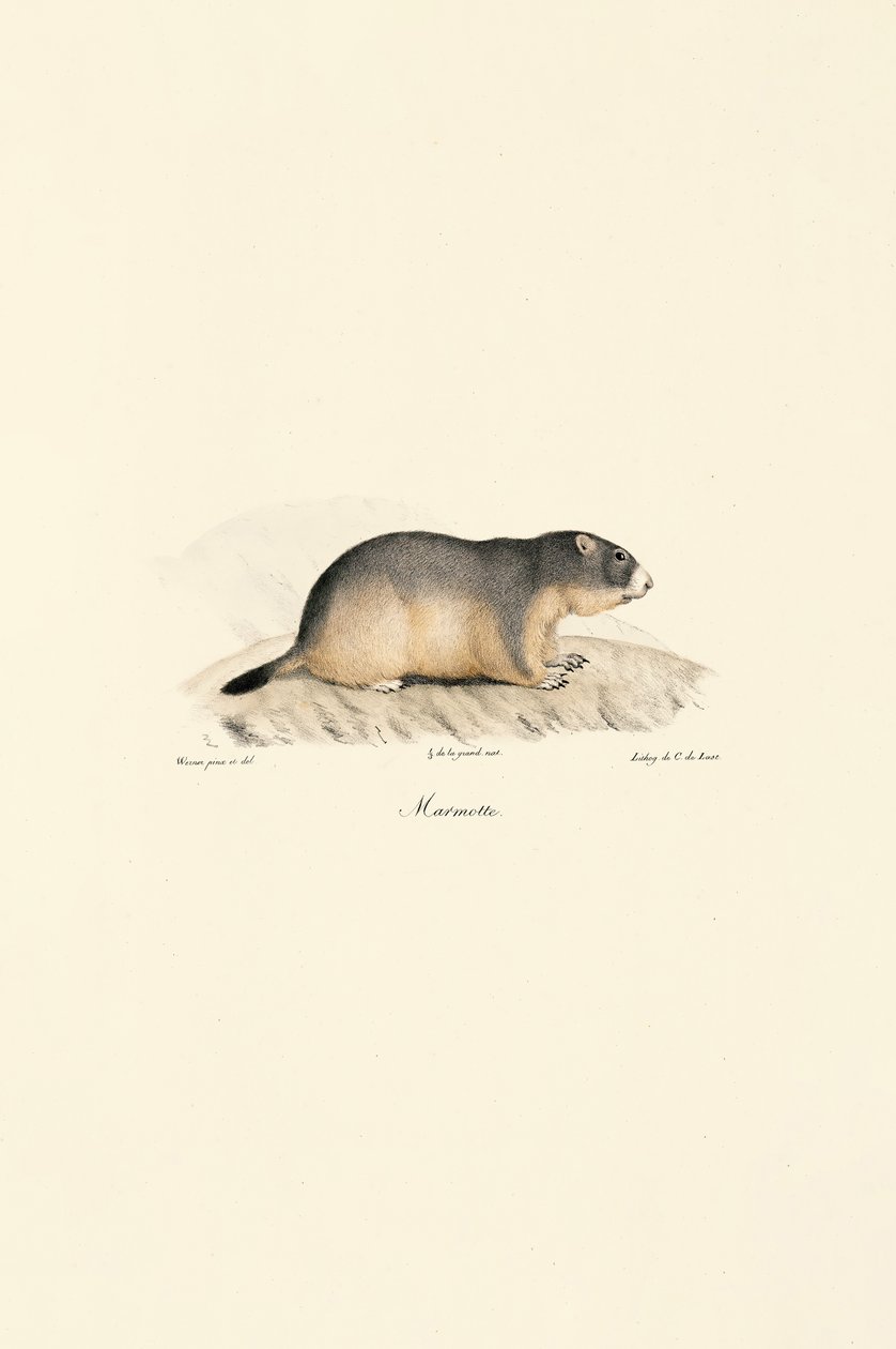 Alpine Marmot av Jacques Christophe Werner